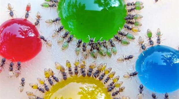 Фараонов муравей Небольшие Monomorium pharaonis встречаются по всему миру, от Европы до Австралии. Все съеденное муравьем прекрасно видно через его прозрачное брюшко.