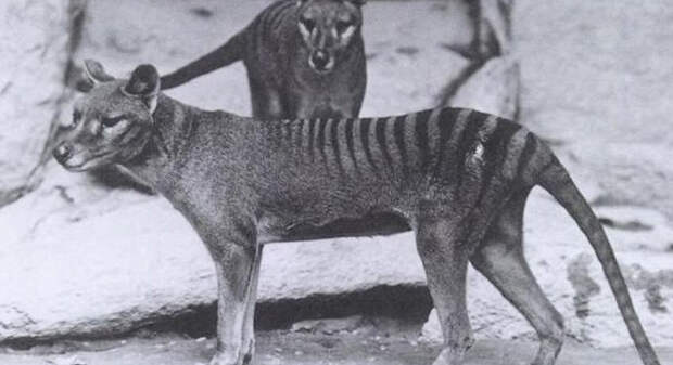 В Австралии замечен считавшийся вымершим тасманийский волк