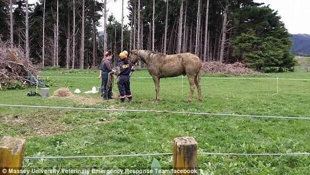 Животное уже успело полностью оправиться от случившегося конь, новая зеландия, спасение
