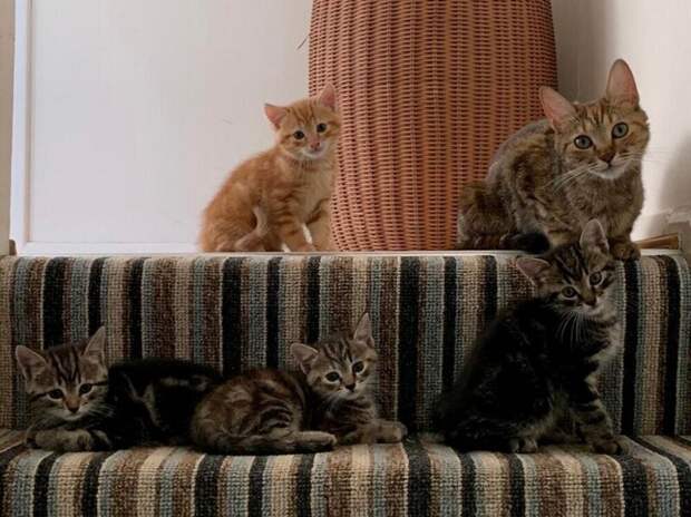 Ох уж эти кошки.., калейдоскоп кошачьего позитива