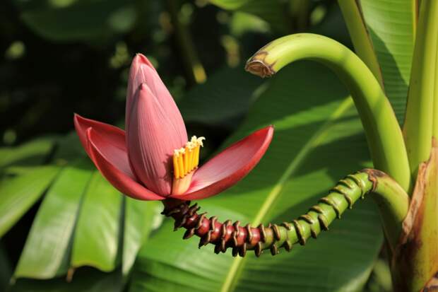 В России зацвели бананы