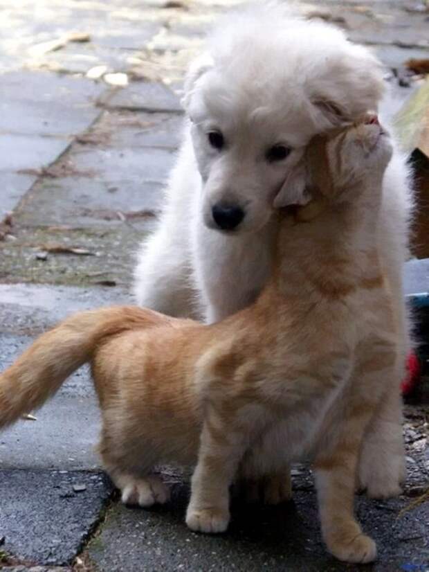 Кот и пёс  кот, кошка, пёс, собака