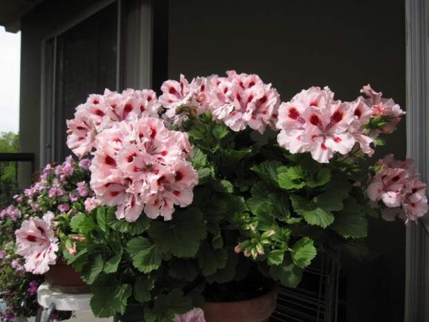 Пеларгония (Pelargonium) Пеларгония (Pelargonium)