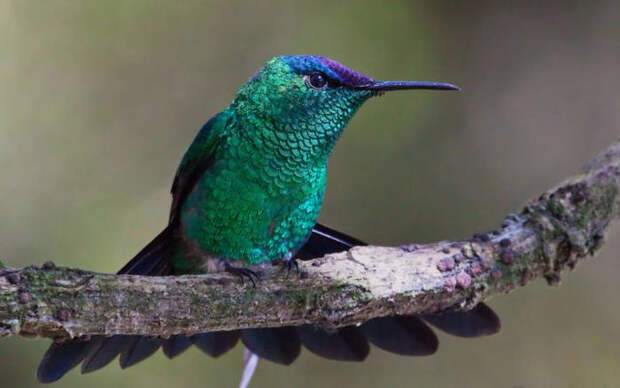 Birds_18 (700x439, 203Kb)