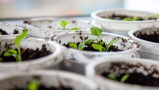 Когда сеять огурцы на рассаду в 2026 году — календарь с точными датами