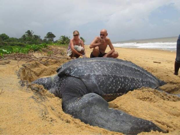 Как выглядит самая большая черепаха в мире?
