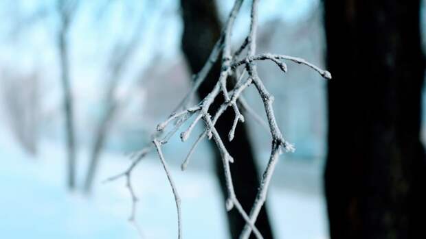 До -12. О погоде в Барнауле 14 февраля