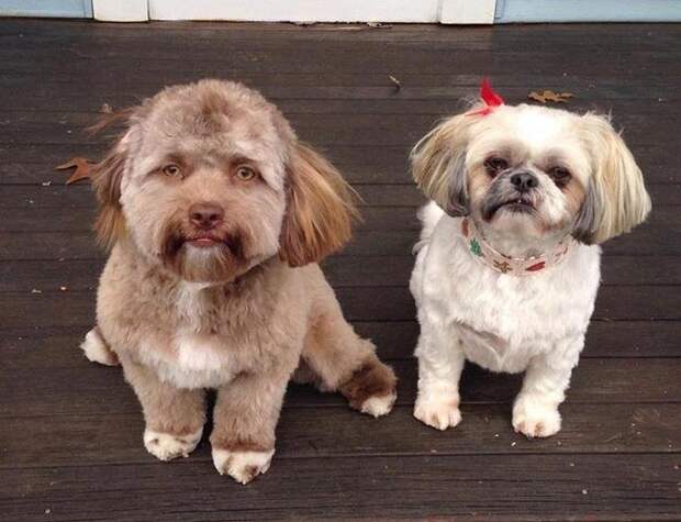 собаки похожие на людей, собаки которые ведут себя как люди 