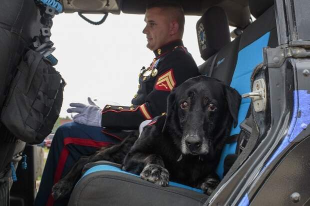 Собаку-сапера проводили в последний путь с почестями, достойными героя войны видео, война, животные, факты
