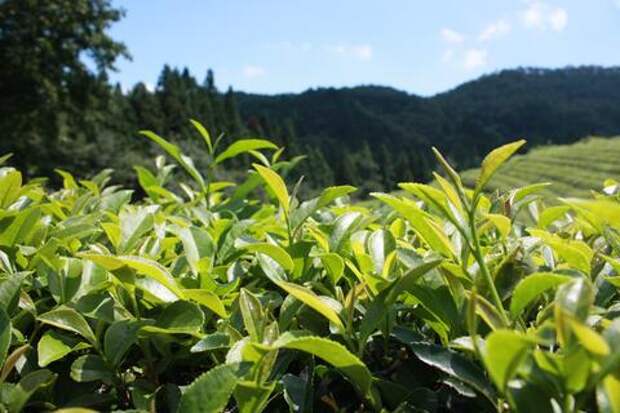 В Сочи появятся плантации чая