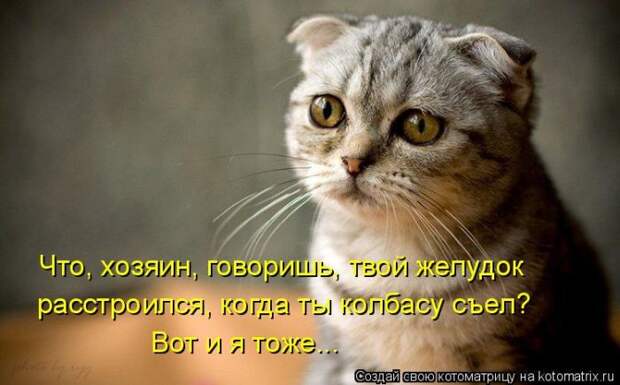 Лучшие котоматрицы недели (50 фото)