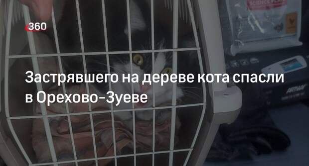 Застрявшего на дереве кота спасли в Орехово-Зуеве