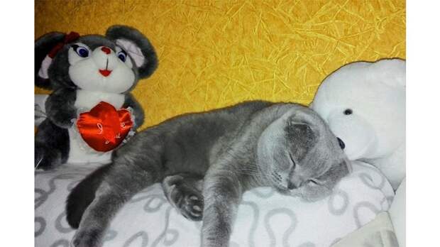 Коты