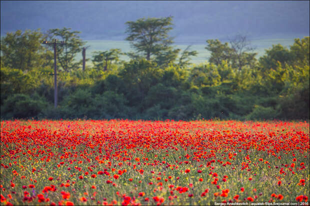 Crimean poppies / Крымские маки