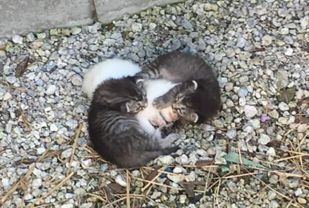 Котята как могли, оберегали свою больную сестренку. Вскоре у них появилась необычная мама