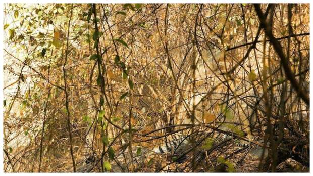 Тест на внимательность: найдите за 30 секунд грозного тигра, отдыхающего в кустах