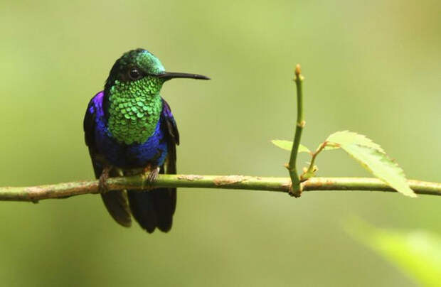 Birds_19 (700x457, 135Kb)