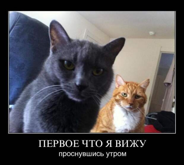 2.  Анекдоты, девушки, демотиваторы, животные, прикол, юмор