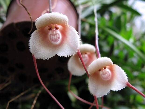 Monkey Face Orchid (Dracula Simia)