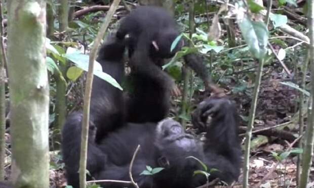 Шимпанзе играет с детенышем совсем как человек! животные, животные как люди, игры с детьми, игры с малышами, необычно, обезьяны, отцы и дети, шимпанзе