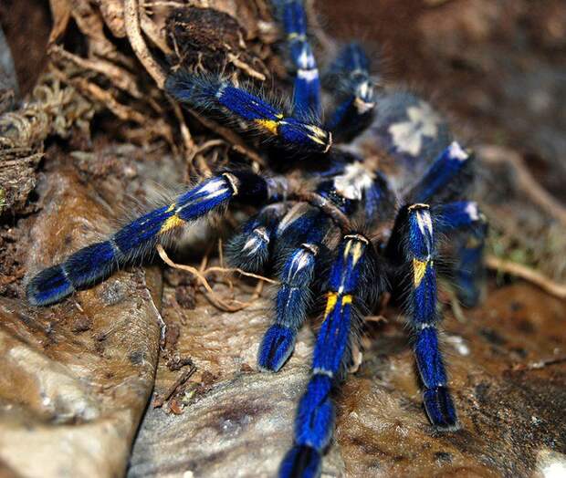 Синий тарантул Дальтонизм, животные, мир, существа нашей планеты, факты