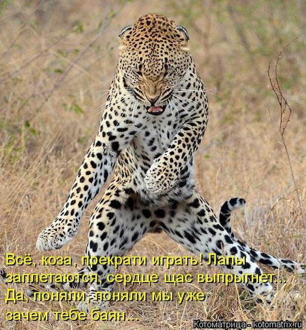 Лучшие котоматрицы недели (50 фото)