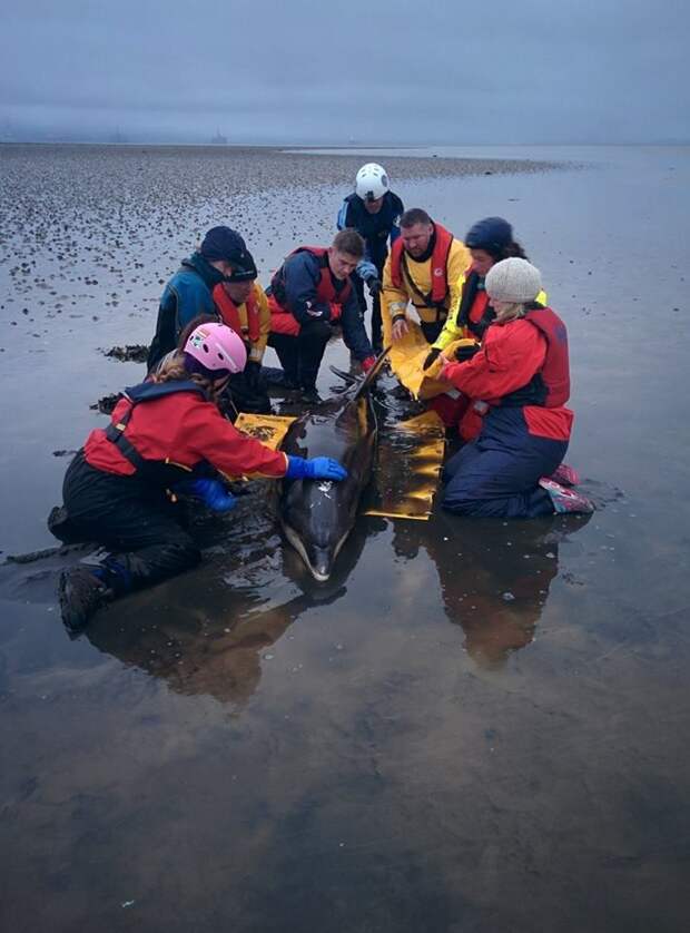 Пара быстро вызвала на помощь полицию, спасателей и специалистов из Шотландского общества по предотвращению жестокого обращения с животными дельфин, животные, спасение