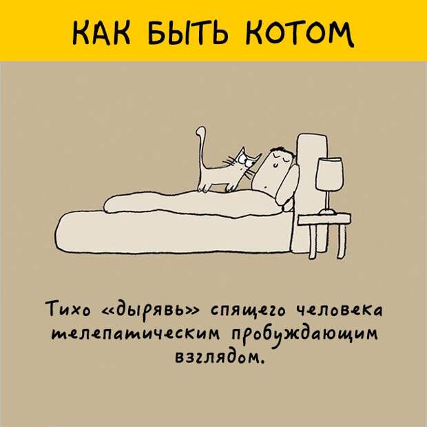 как правильно быть котом