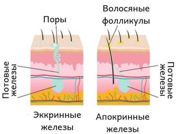 10 признаков опасной для здоровья потливости