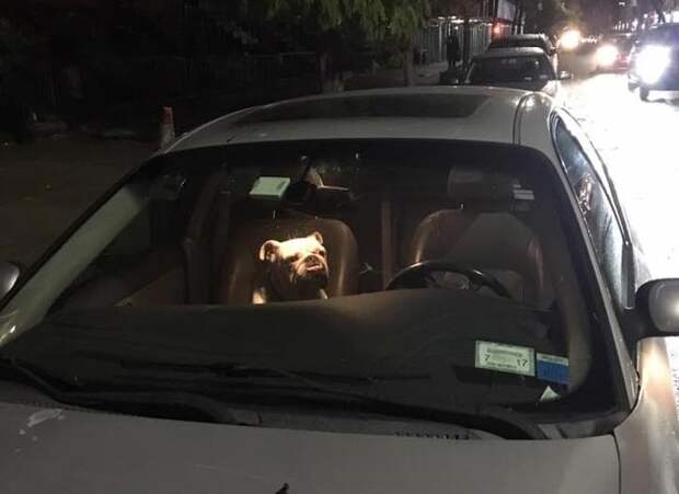 собаки похожие на людей, собаки которые ведут себя как люди 