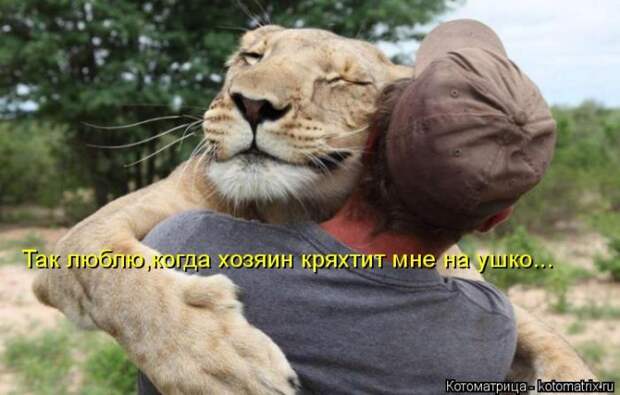 Лучшие котоматрицы недели (50 фото)