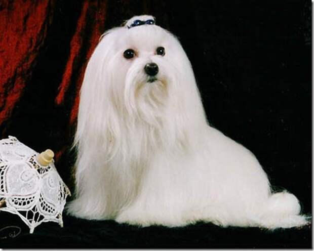clip_image007