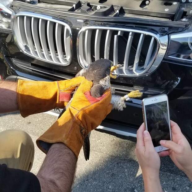 Спасение сокола, застрявшего в автомобильной решетке радиатора в мире, животные, птица, решетка, сокол, спасение