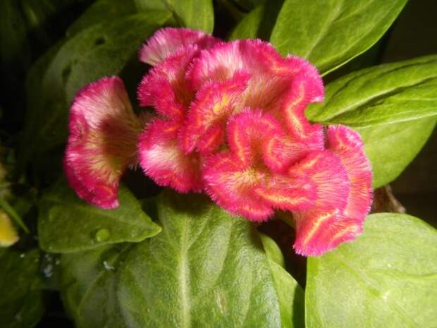 Фасциированная форма целозии серебристой (Celosia argentea var. Cristata), известная как "Петушиный гребешок"