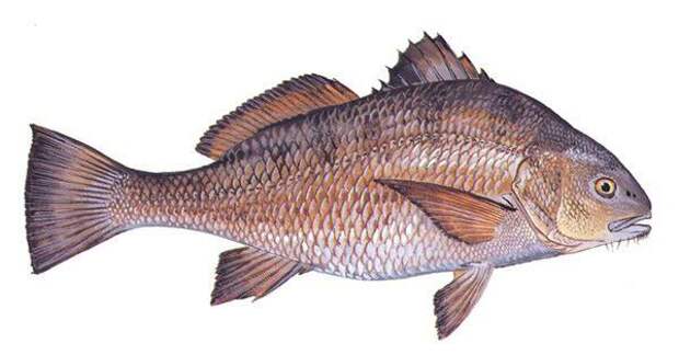 Горбыль-рыба: описание, особенности ловли и среда обитания