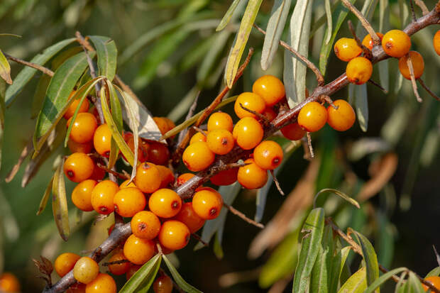 F&F: соединения облепихи могут снижать уровень сахара в крови
