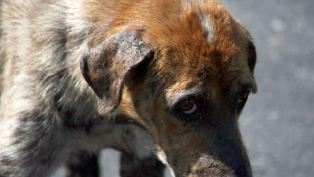 В Башкирии бизнесмен, обязавшийся приютить бездомных собак, убивал их во время отлова