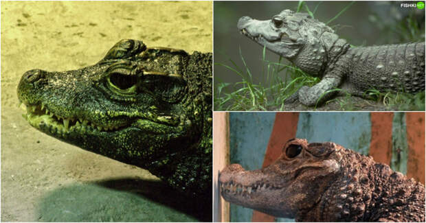 Тупорылый крокодил животные, названия, прикол, смешное, факты