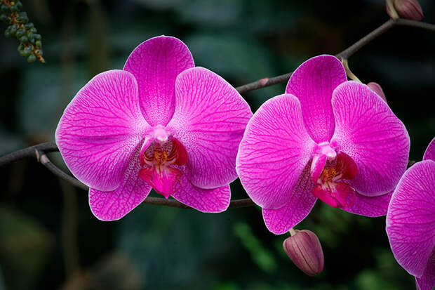 Орхидея Фаленопсис: как ухаживать круглый год