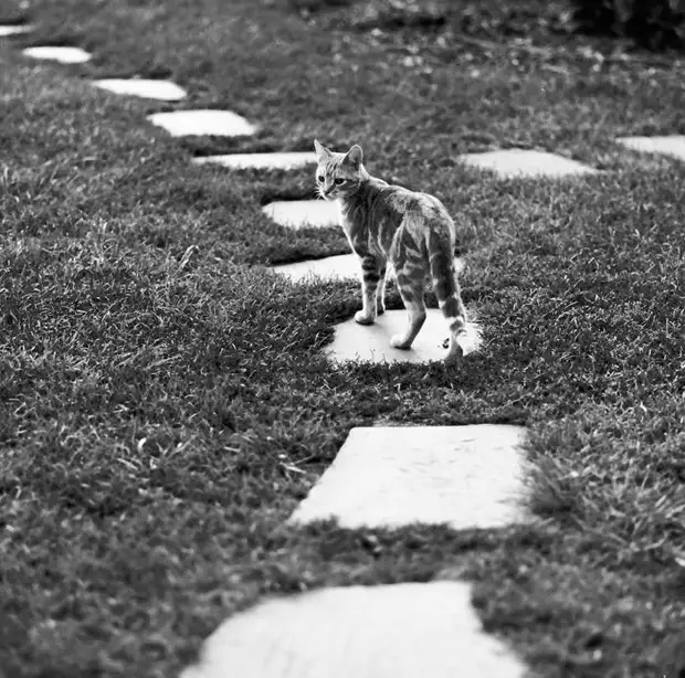 ������ ������� � �������, ������� 70 ��� �������������� �����   29