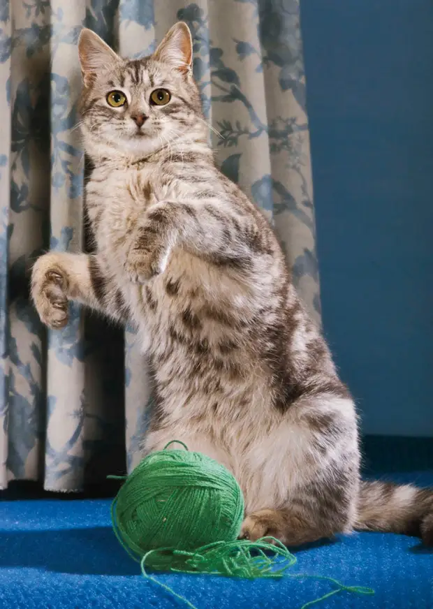 ������ ������� � �������, ������� 70 ��� �������������� �����   21