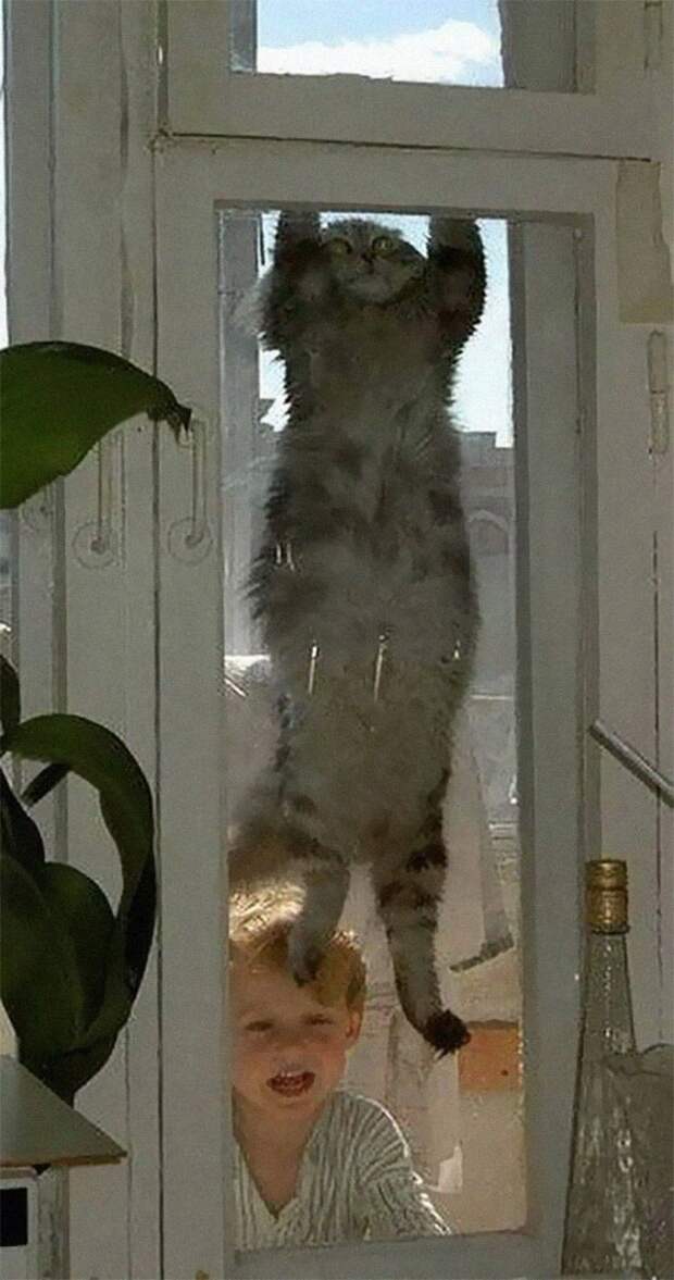 Кошки, в которых вселился Сатана