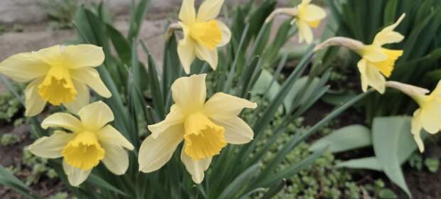 Два дня - 21 и вниз на 10: противоречивые прогнозы погоды до самой Пасхи и в ночь на праздник