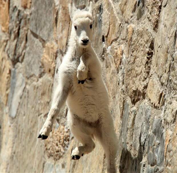 animalwall.xyz