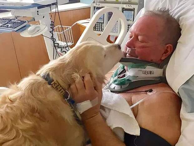 собаки герои, героические собаки, истории о собаках, собаки спасли жизнь