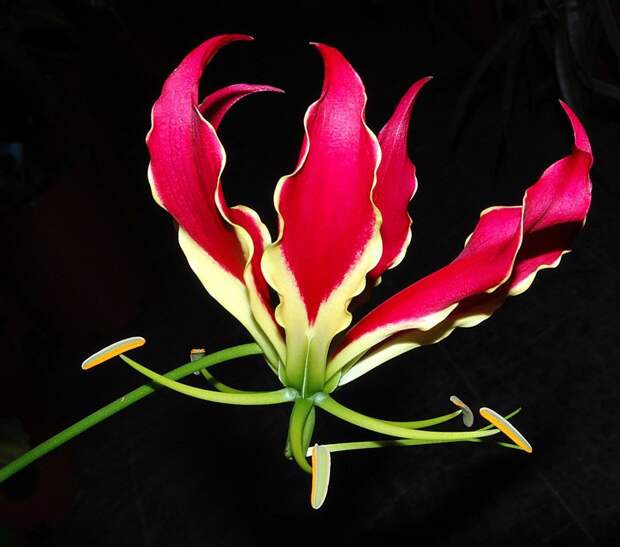 Глориоза (500-700 руб. за цветок) рейтинги, факты, цветы