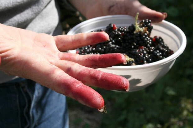 Лимон от пятен ягод / Фото: maestro-ice.ru