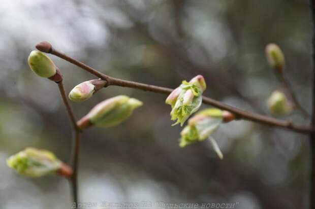 Синоптики пообещали тулякам забыть о снегопадах до конца недели