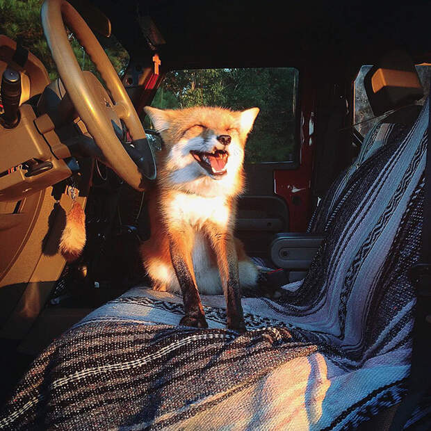 Персона в Instagram: домашняя лисичка Джунипер (Фото+Видео)