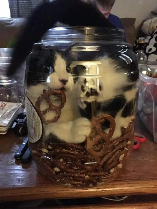 20+ котеек, которые пренебрегают всеми известными законами физики